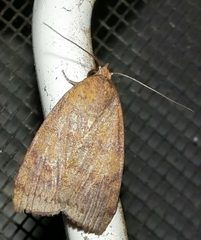 Austrocarea iocephala