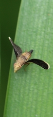 Tephritidae