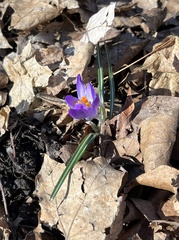 Crocus tommasinianus