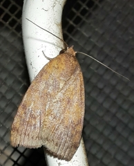 Austrocarea iocephala