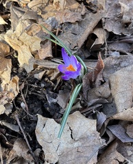 Crocus tommasinianus