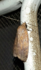 Austrocarea iocephala