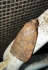 Austrocarea iocephala