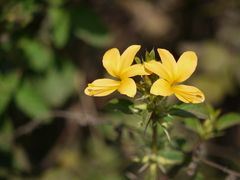Barleria prionitis
