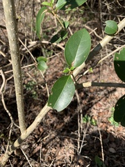 Ligustrum japonicum