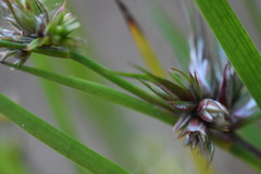 Juncus diastrophanthus