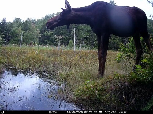 Moose photographed in New Hampshire