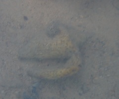 Macrostrombus costatus