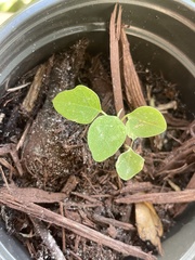 Parietaria floridana