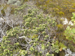 Phylica axillaris maritima