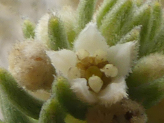 Phylica axillaris maritima