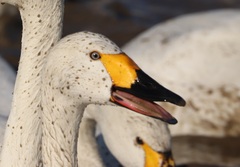 Cygnus columbianus bewickii