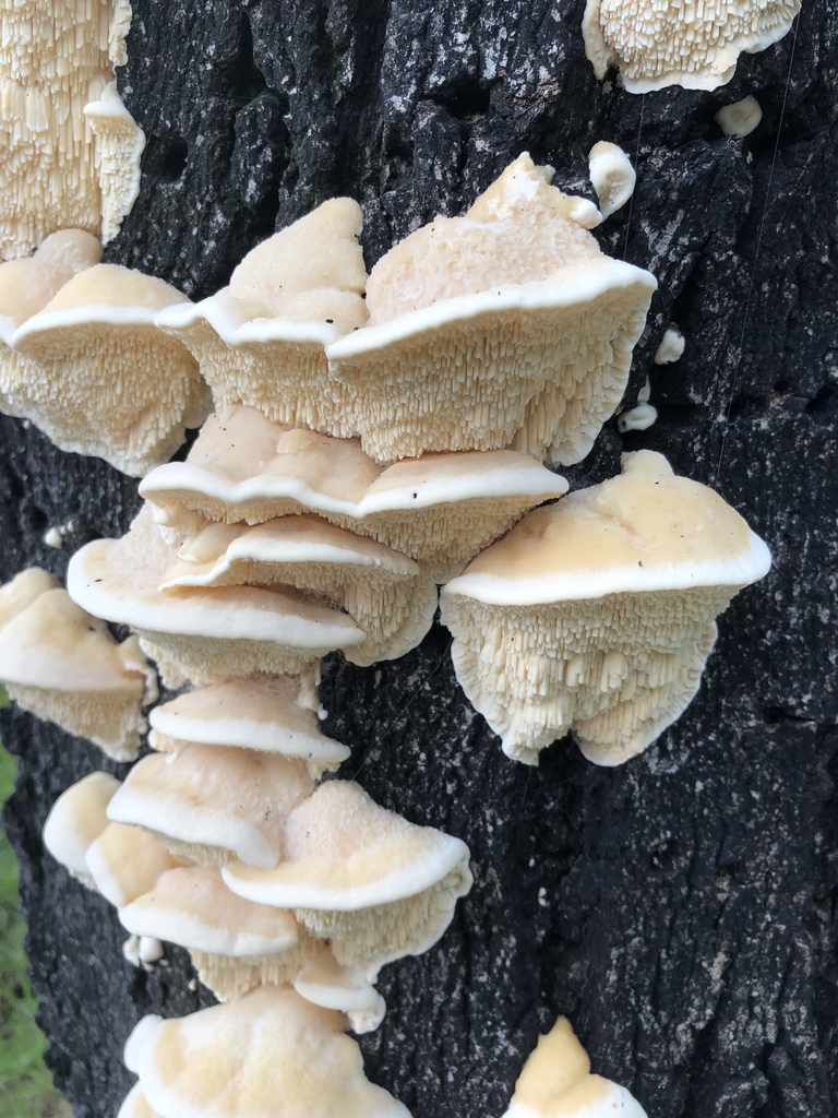 Irpiciporus