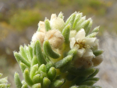 Phylica axillaris maritima