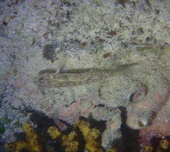 Coryphopterus glaucofraenum