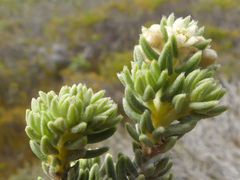 Phylica axillaris maritima