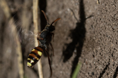 Nomada ruficornis