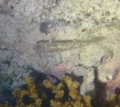 Coryphopterus glaucofraenum