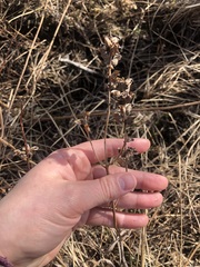 Pedicularis lanceolata