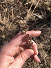 Pedicularis lanceolata