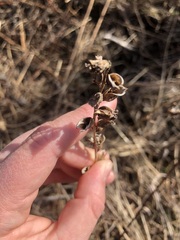 Pedicularis lanceolata