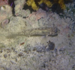 Coryphopterus glaucofraenum