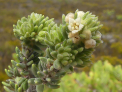 Phylica axillaris maritima