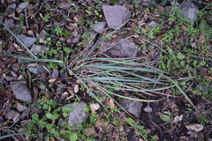 Iris fernaldii