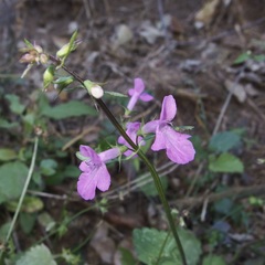 Stachys tenerrima