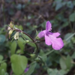 Stachys tenerrima