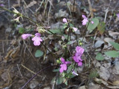 Stachys tenerrima