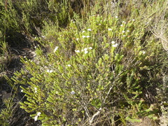 Euchaetis burchellii