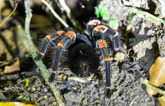 Megaphobema mesomelas