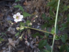 Commicarpus brandegeei