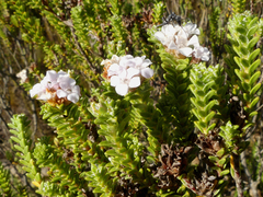 Euchaetis burchellii