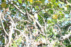 Ceuthmochares australis