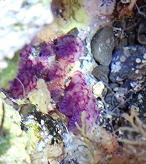 Distaplia
