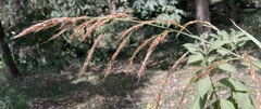 Poaceae