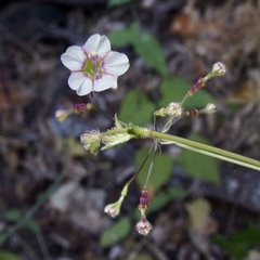 Commicarpus brandegeei