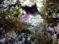 Distaplia