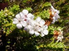 Euchaetis burchellii