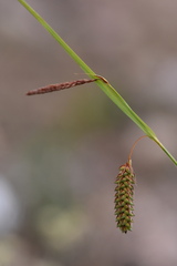 Carex maximowiczii