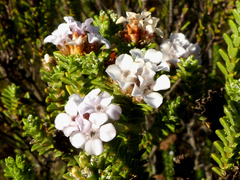 Euchaetis burchellii