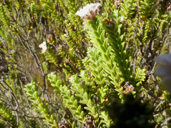 Euchaetis burchellii