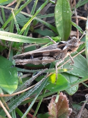 Encoptolophus costalis