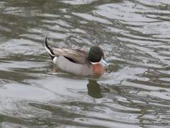 Anas platyrhynchos × acuta