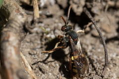 Nomada ruficornis