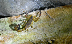 Centruroides ochraceus