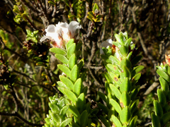Euchaetis burchellii