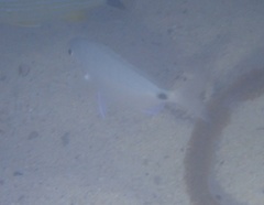 Diplodus bermudensis